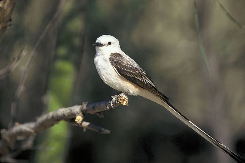 Scissor-tailed Flycatcher — Friends of Woodland Park